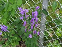 Campanula rapunculoides