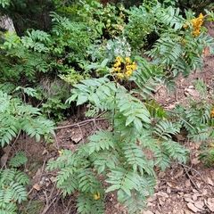 Sorbus scopulina