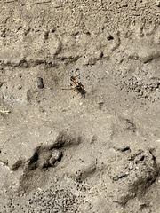 Sceliphron madraspatanum