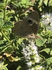Junonia grisea