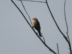 Xanthocephalus xanthocephalus