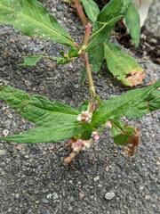 Persicaria maculosa