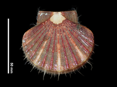 Pecten novaezelandiae