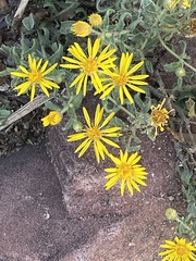 Heterotheca