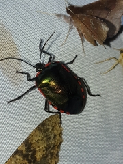 Rhyssocephala infuscata