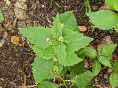 Galinsoga quadriradiata