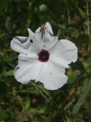 Convolvulaceae