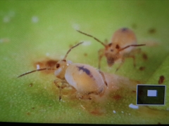 Sminthurides aquaticus