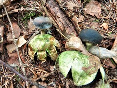 Geastrum pectinatum