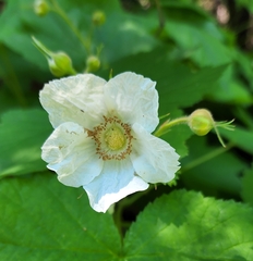 Rubus parviflorus