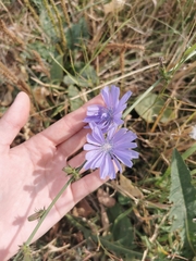 Cichorium intybus