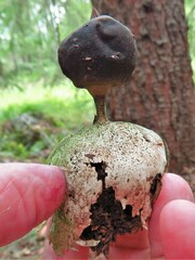 Geastrum pectinatum