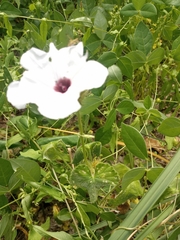 Convolvulaceae