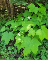 Rubus parviflorus