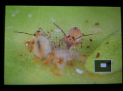 Sminthurides aquaticus