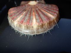 Pecten novaezelandiae
