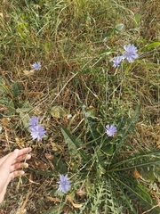 Cichorium intybus