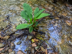Lysichiton americanus