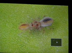 Sminthurides aquaticus