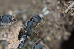 Ectomomyrmex javanus