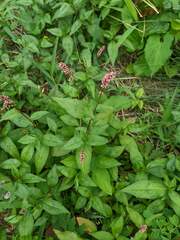 Persicaria maculosa