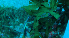 Notolabrus inscriptus