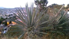 Cyrtophora citricola