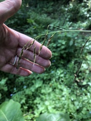 Lolium giganteum