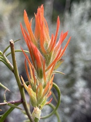 Castilleja linariifolia