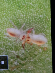 Sminthurides aquaticus