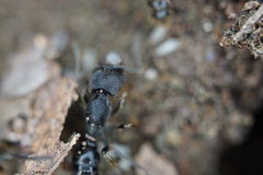 Ectomomyrmex javanus