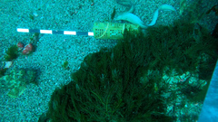 Gymnothorax nubilus