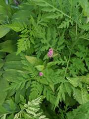 Persicaria maculosa