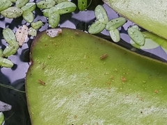 Sminthurides aquaticus