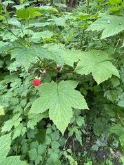 Rubus parviflorus