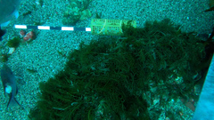 Bodianus unimaculatus