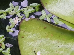 Sminthurides aquaticus