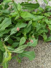 Persicaria maculosa
