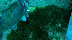 Chirodactylus spectabilis