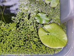 Sminthurides aquaticus