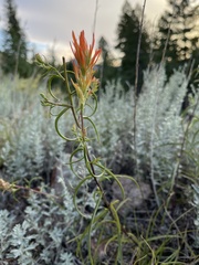 Castilleja linariifolia