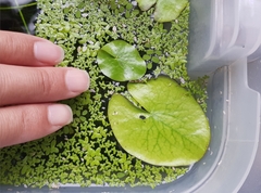 Sminthurides aquaticus