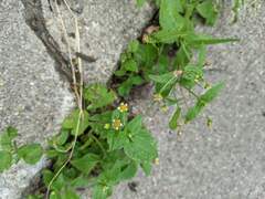 Galinsoga parviflora