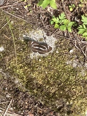 Neptis pryeri