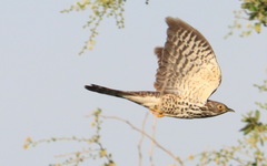 Hierococcyx sparverioides