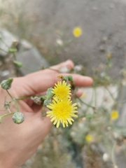 Sonchus oleraceus