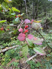 Viburnum edule