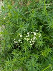 Galium album