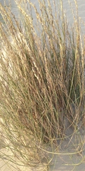 Poaceae