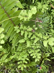 Lygodium microphyllum